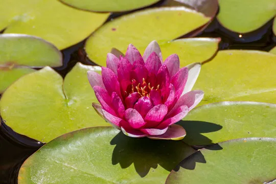 摩根娱乐 移动应用背景